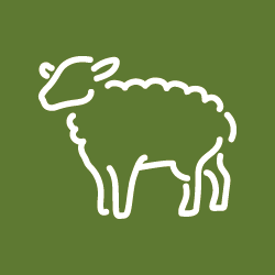 Lamb