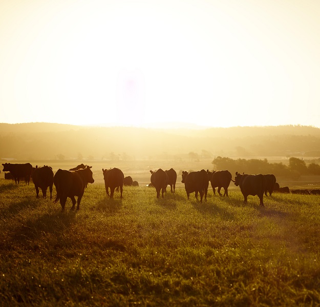 有效的疾病管理