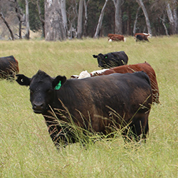 澳洲牛肉：全球市場的新機遇